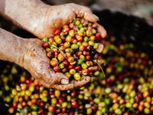 “Wise Pick: Choosing Affordable and Health-Conscious Coffee Beans for Your Everyday Brew”